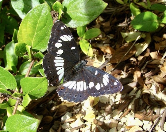 southern white admiral